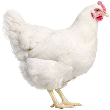 Picture of White Jersey Giant