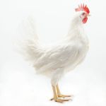 Picture of White Leghorn