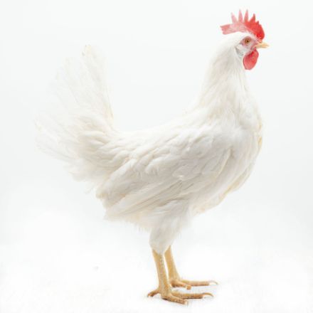 Picture of White Leghorn