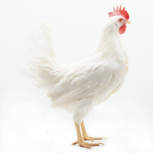 Picture of White Leghorn