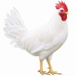 Picture of White Leghorn