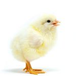 Picture of White Leghorn