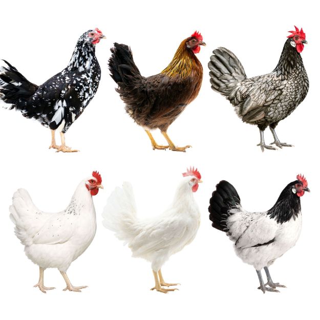 Picture of Assorted White Egg Layer