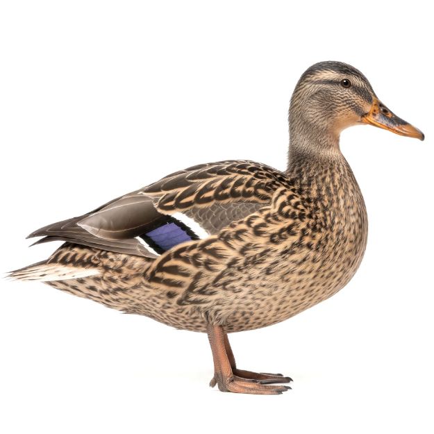 Picture of Mallard Duck- Straight Run