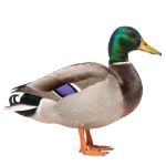 Picture of Mallard Duck- Straight Run