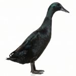 Picture of Black Runner Duck- Straight Run