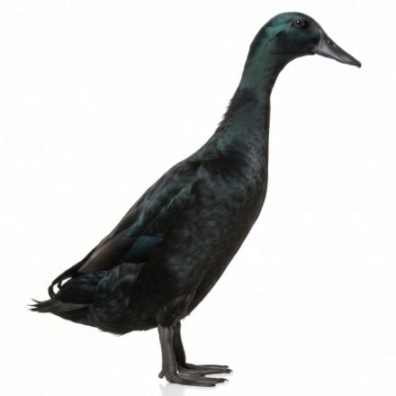 Picture of Black Runner Duck- Straight Run