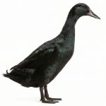 Picture of Black Runner Duck- Straight Run