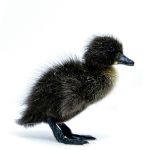 Picture of Black Runner Duck- Straight Run