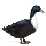 Picture of Black Swedish Duck- Straight Run