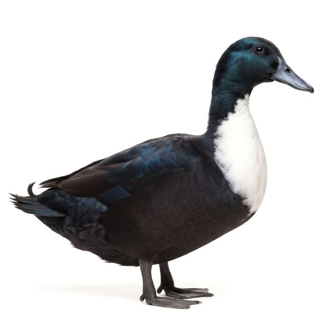 Picture of Black Swedish Duck- Straight Run