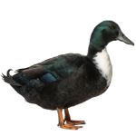 Picture of Black Swedish Duck- Straight Run
