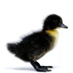 Picture of Black Swedish Duck- Straight Run
