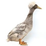 Picture of Blue Crested Duck- Straight Run
