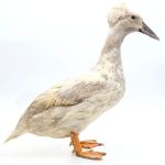 Picture of Blue Crested Duck- Straight Run