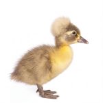 Picture of Blue Crested Duck- Straight Run