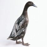 Picture of Blue Runner Duck- Straight Run