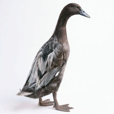Picture of Blue Runner Duck- Straight Run