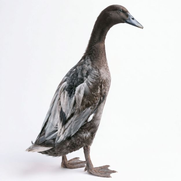 Picture of Blue Runner Duck- Straight Run