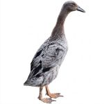 Picture of Blue Runner Duck- Straight Run