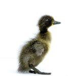 Picture of Blue Runner Duck- Straight Run