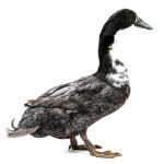 Picture of Blue Swedish Duck- Straight Run