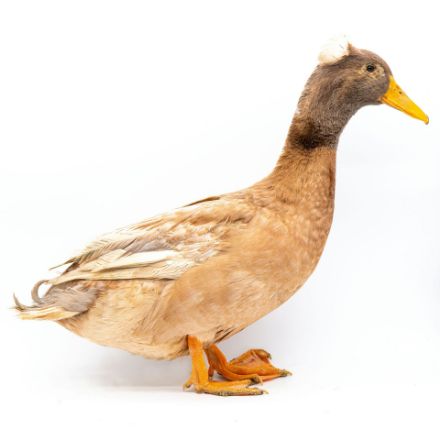 Picture of Buff Duck- Straight Run
