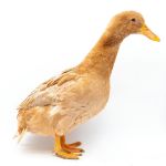 Picture of Buff Duck- Straight Run
