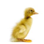 Picture of Buff Duck- Straight Run
