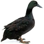 Picture of Cayuga Duck- Straight Run