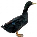 Picture of Cayuga Duck- Straight Run