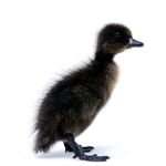 Picture of Cayuga Duck- Straight Run