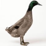 Picture of Dark Campbell Ducks- Straight Run