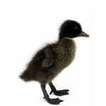 Picture of Dark Campbell Ducks- Straight Run