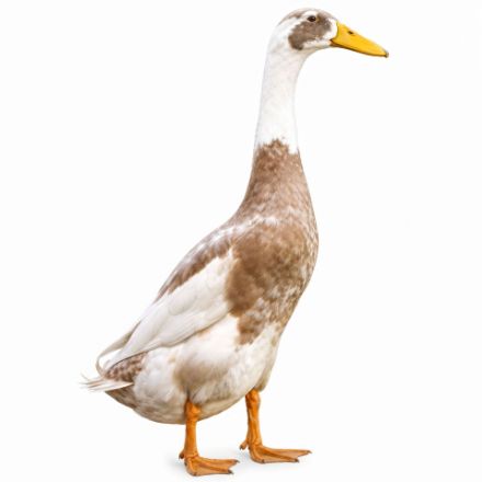 Picture of Fawn and White Runner Duck- Straight Run
