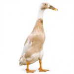 Picture of Fawn and White Runner Duck- Straight Run