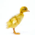Picture of Fawn and White Runner Duck- Straight Run