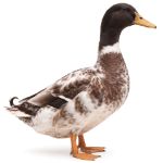 Picture of Golden Cascade Duck- Straight Run