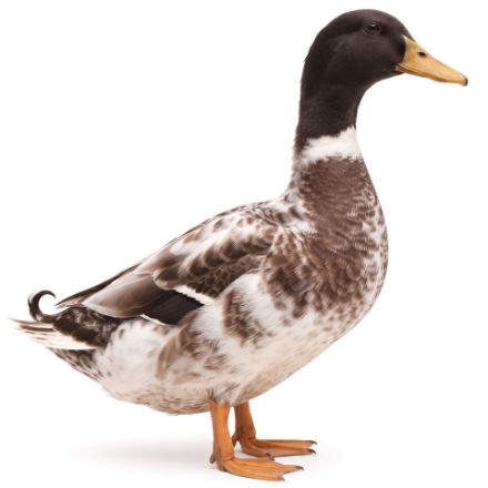 Picture of Golden Cascade Duck- Straight Run
