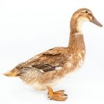 Picture of Golden Cascade Duck- Straight Run