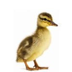 Picture of Golden Cascade Duck- Straight Run