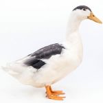Picture of Magpie Duck- Straight Run