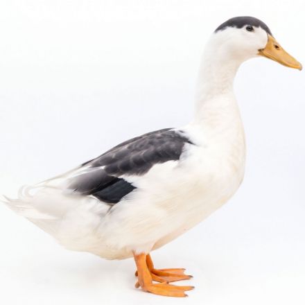 Picture of Magpie Duck- Straight Run