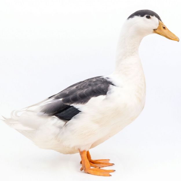 Picture of Magpie Duck- Straight Run