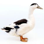 Picture of Magpie Duck- Straight Run