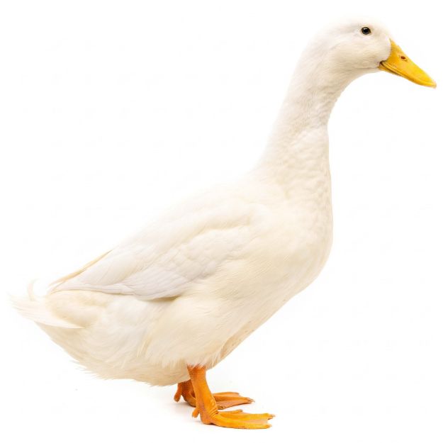 Picture of Pekin Duck- Straight Run