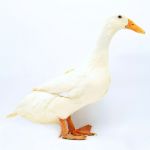 Picture of Pekin Duck- Straight Run