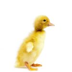 Picture of Pekin Duck- Straight Run