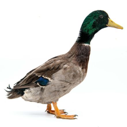Picture of Rouen Duck- Straight Run