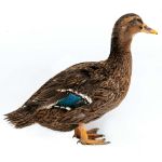 Picture of Rouen Duck- Straight Run
